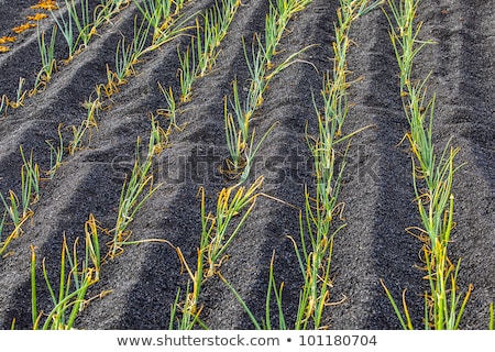 Stock fotó: Onions In Lanzarote Island Growing On Volcanic Soil