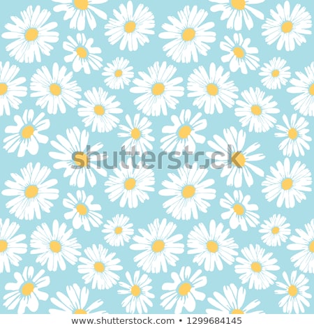 [[stock_photo]]: Flowers Daisies