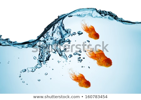 [[stock_photo]]: Goldfish Swimming Under The Water