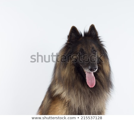 Stock foto: Studio Shot Of An Adorable Belgian Shepherd