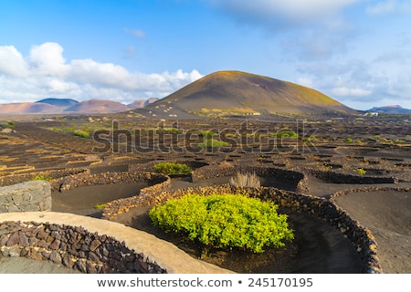 Foto stock: Vineyards Of La Geria On Volcanic Soil