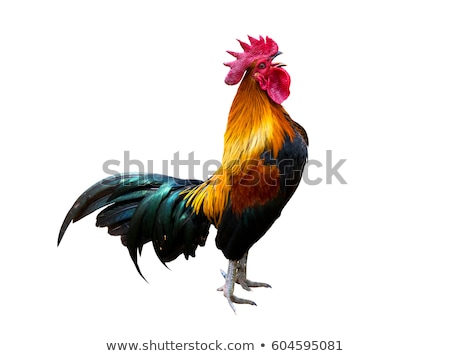 Stok fotoğraf: Black Rooster Portrait