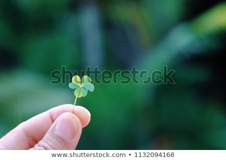 Stock fotó: Hand Holding Green Paper Four Leaf Clover