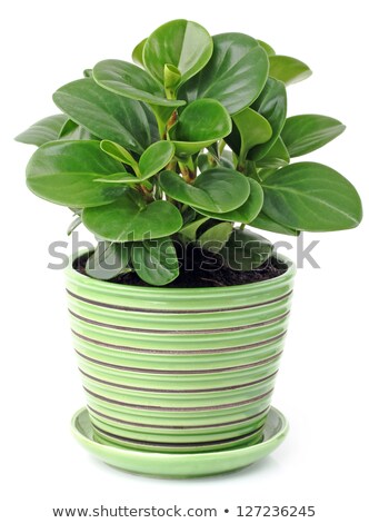 Stock photo: Nursery Potted Garden Plants Arrangement