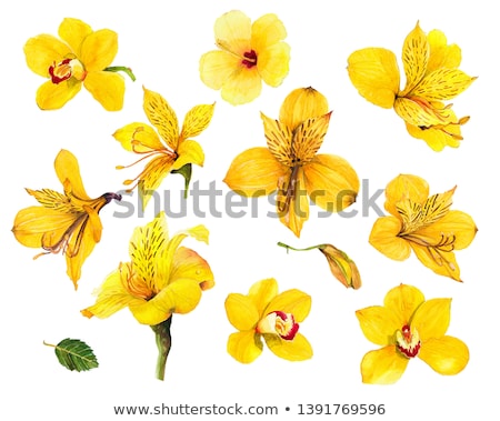 [[stock_photo]]: Alstroemeria Flower