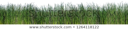 Foto stock: Bulrush Plants In A Marsh