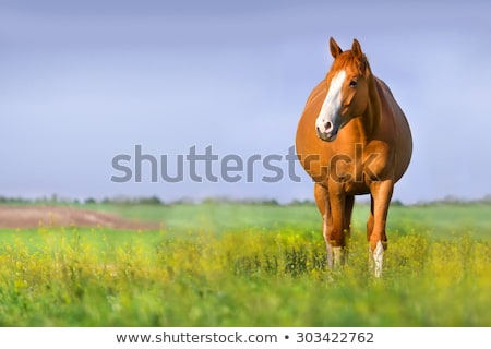 Stockfoto: Mare And Colt Grazing