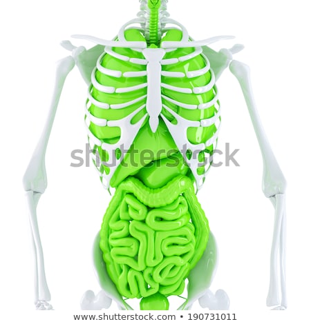 Сток-фото: Human Heart Anatomy Isolated Contains Clipping Path