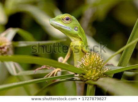 Stok fotoğraf: Green Crested Lizard