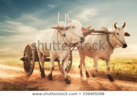 Stok fotoğraf: Two White Asian Oxen Pulling Wooden Cart On Dusty Road Myanmar