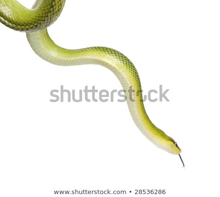 Stockfoto: Red Tailed Green Rat Snake