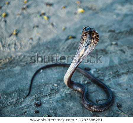 ストックフォト: Cobra In The Desert