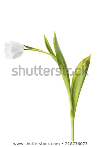 [[stock_photo]]: Elles · tulipes · fraîches · isolées · sur · blanc · vertical · avec · copie