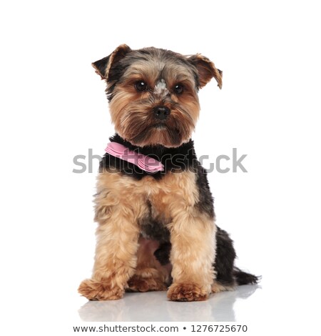 Stock fotó: Gentleman Yorkshire Terrier Wears Pink Bowtie And Looks To Side