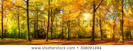 Autumn Beech Forest Foto stock © Smileus