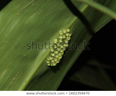 Stock fotó: Red Eye Treefrog