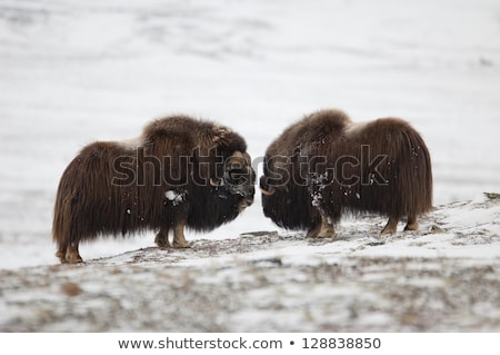 [[stock_photo]]: Fighting Musk Ox Pair In Norge