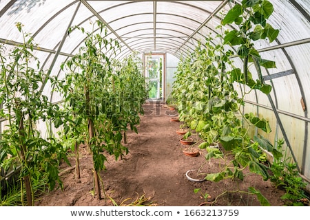 Foto stock: Greenhouse Interior