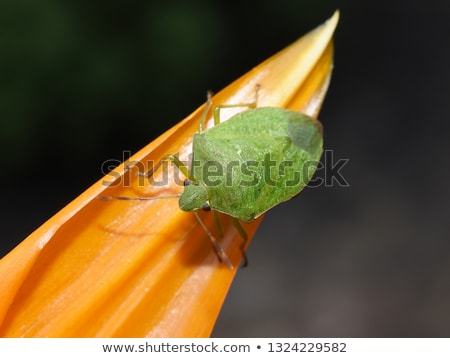 Foto stock: Green Stink Bug