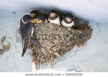 Foto stock: Mother Bird Feeding Baby Birds In The Nest