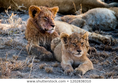 Сток-фото: Lion Cub Laying Down In The Kruger