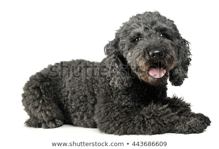 Imagine de stoc: Puppy Pumi Feeling Good In A White Photo Studio