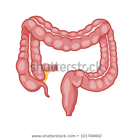 Stock fotó: Large Intestine Detailed Illustration