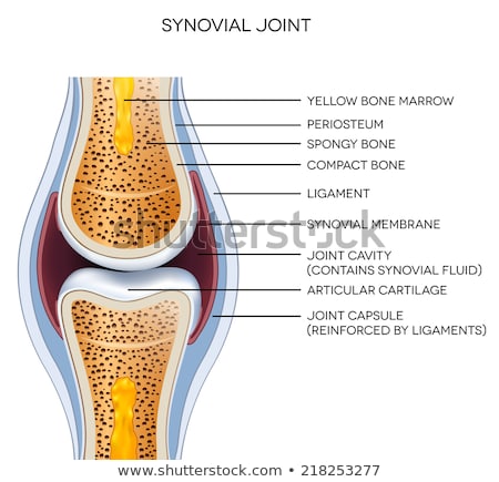 Foto d'archivio: Labeled Joint Anatomy Normal Joint Illustration