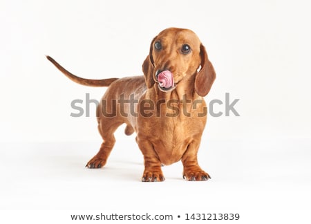 ストックフォト: Hungry Sausage Dachshund Dog