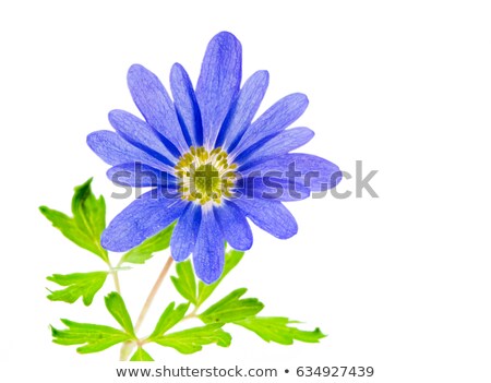 Isolated Blue Winter Windflower Anemone Blanda Zdjęcia stock © manfredxy