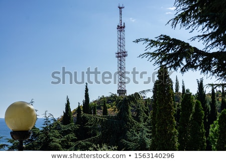 ストックフォト: Evergreen Pine Tree On Seaside Promenade