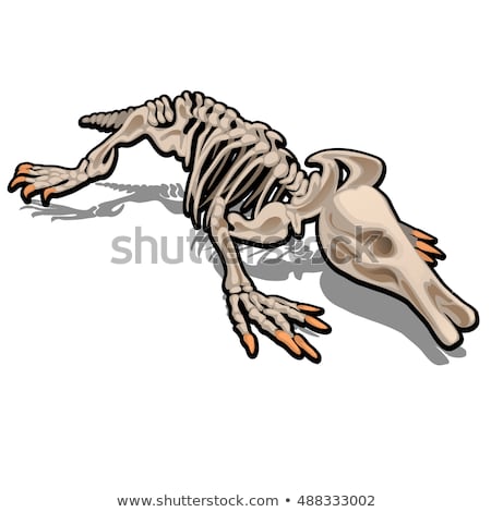 Skeleton Of Anteater Isolated On White Background Vector Illustration Foto stock © lady-luck