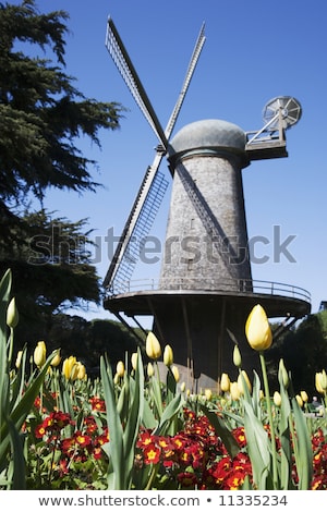 Zdjęcia stock: Dutch Windmill And Queen Wilhelmina Tulip Garden