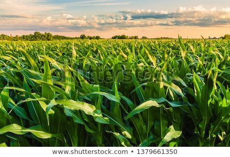 Foto stock: Corn Field Plantation