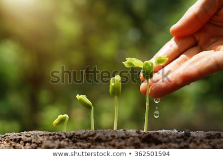 Stock fotó: Small Plant Growing