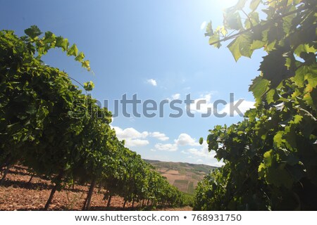 Сток-фото: Sicilian Vineyard Winter Landscape