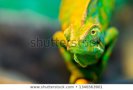 [[stock_photo]]: Reptile