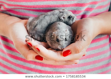 Stockfoto: Djungarian Hamster In Girl Hand