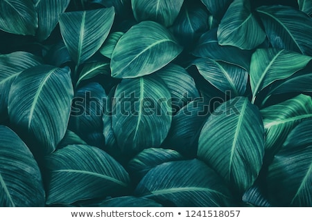 Stock foto: Lush Foliage Background