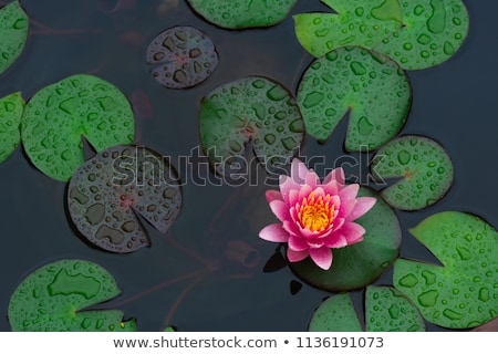 Stock photo: Beautiful Fragrant Pink Water Lily