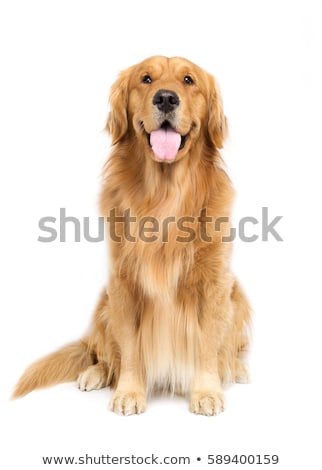 Foto d'archivio: Golden Retriever Sitting