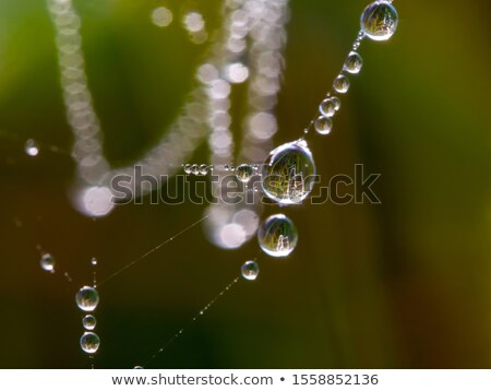 Foto d'archivio: Cobweb With Dew Drops
