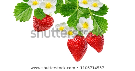 Сток-фото: Blooming Strawberries