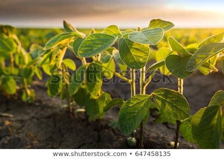 Stockfoto: Young Soybean Plants Growing In Cultivated Field