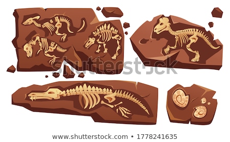 Stok fotoğraf: Fossil