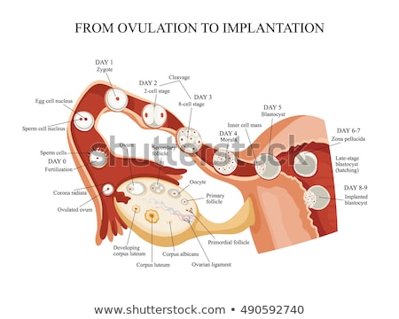 Stockfoto: Female Reproductive System