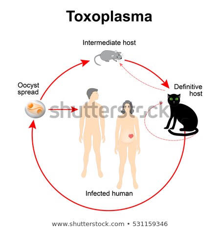 Foto d'archivio: Lifecycle Of Toxoplasma Gondii