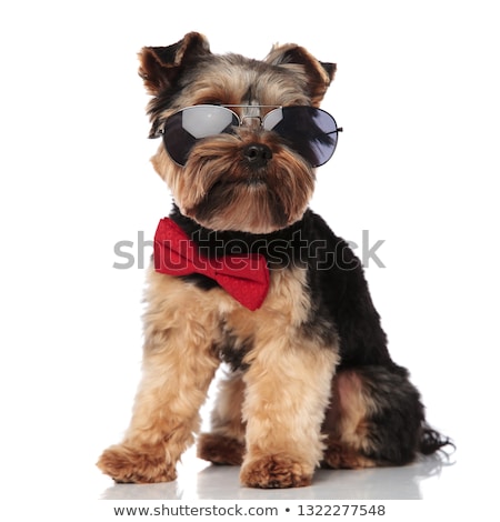 [[stock_photo]]: E · chien · porte · des · lunettes · élégantes