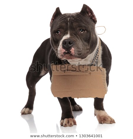 [[stock_photo]]: Adorable Beggar American Bully Looks To Side While Standing