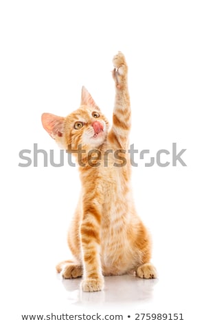 Stock photo: Red Little Cat